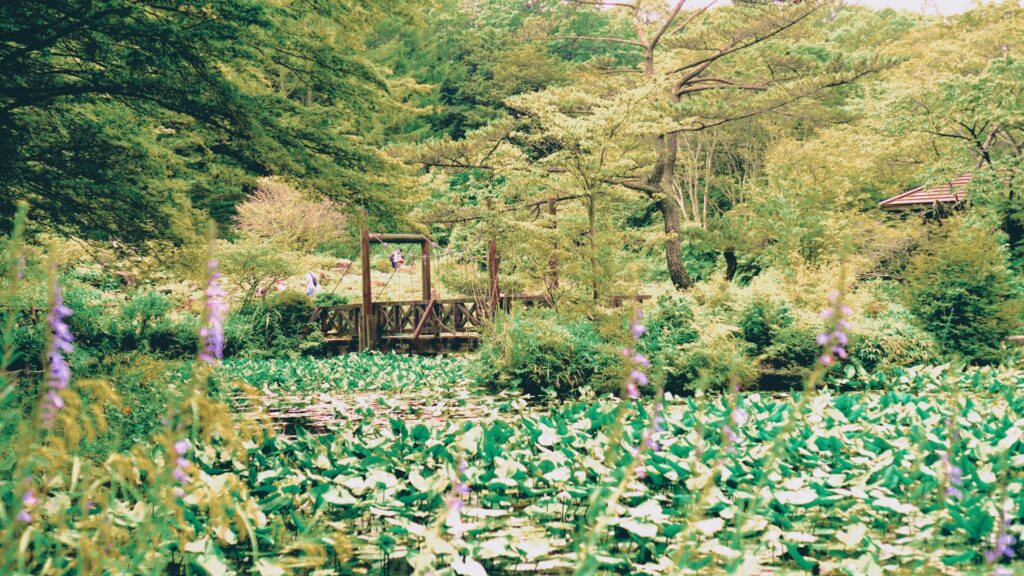 神戸市灘区の六甲高山植物園