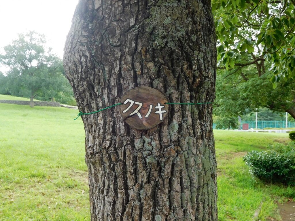 教育の森公園の芝生広場 （クスノキ）