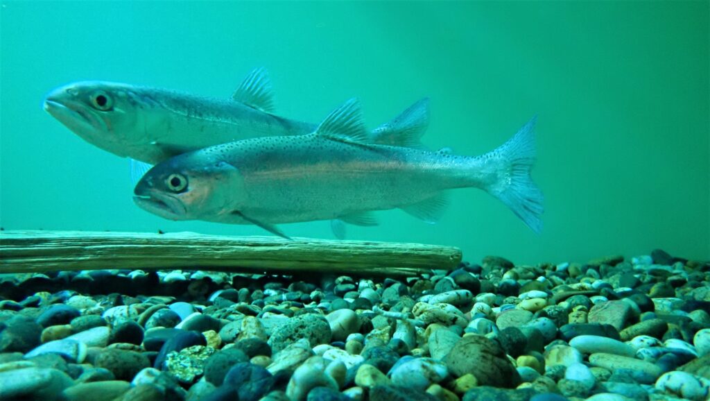 滋賀県草津市の湖魚
