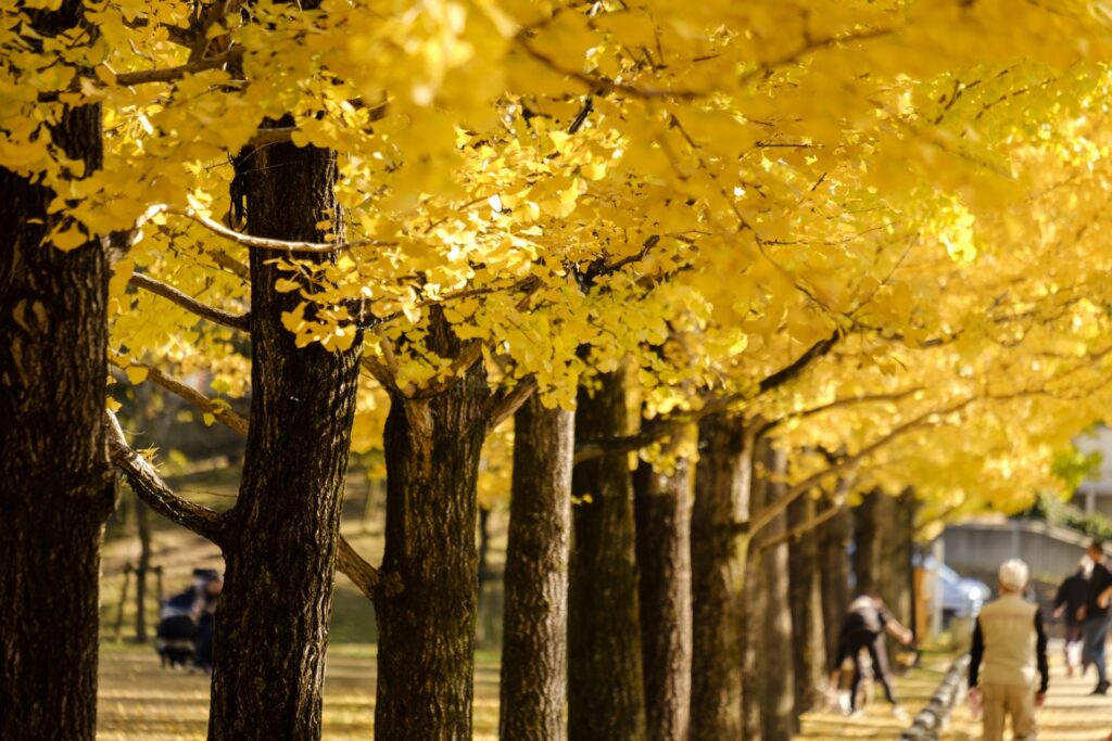 岐阜県各務原市の紅葉 岐阜県各務原市の紅葉