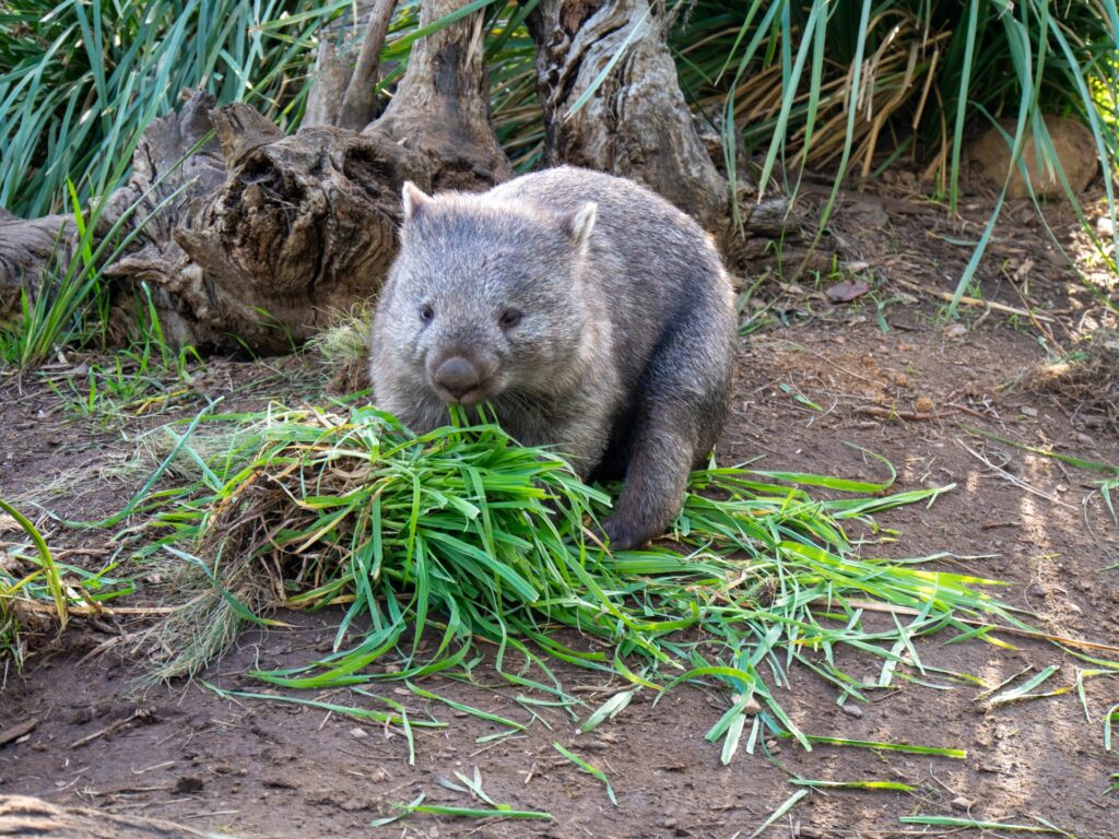 池田市の小動物