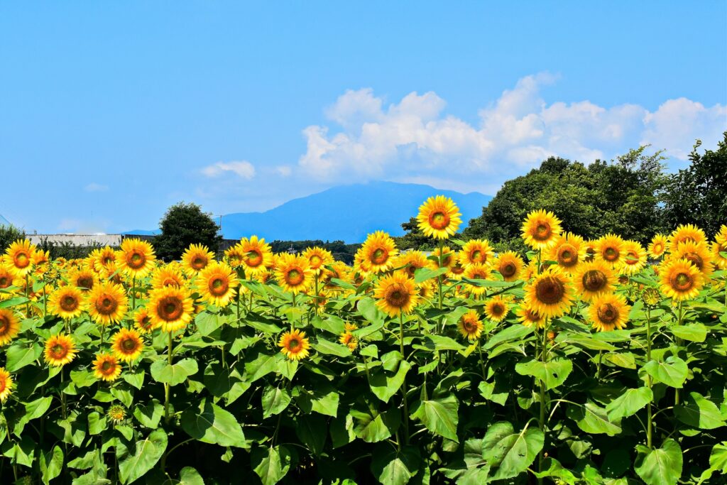 神奈川県座間市のひまわり畑とあおぞら