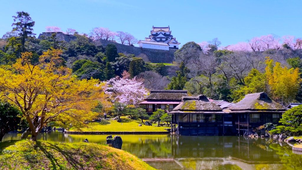 滋賀県彦根市の彦根城と桜並木