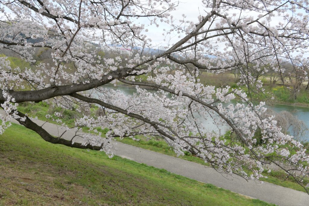 大阪市東淀川区の淀川河川敷の桜