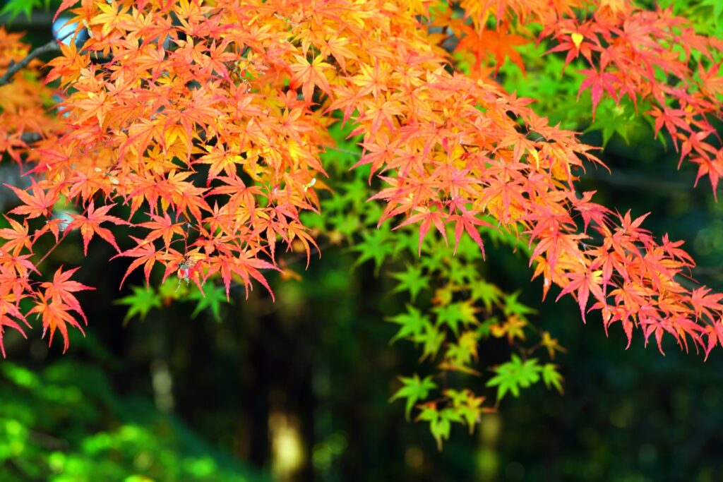 岡山市中区の紅葉