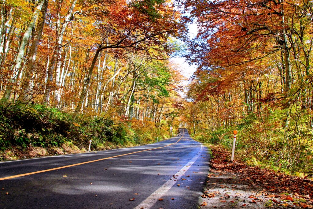 鳥取県米子市の紅葉の山道
