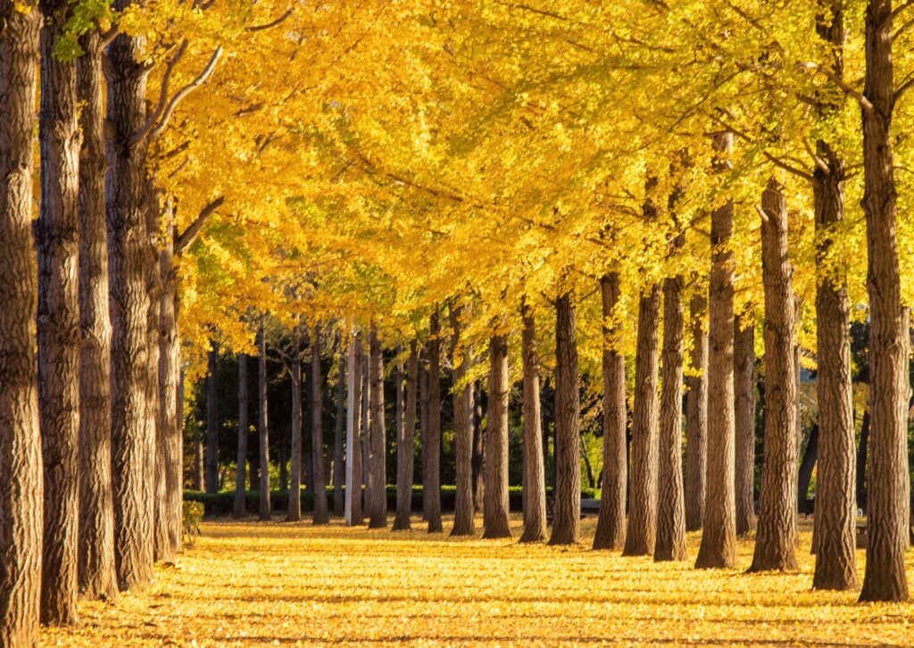 吹田市の万博記念公園