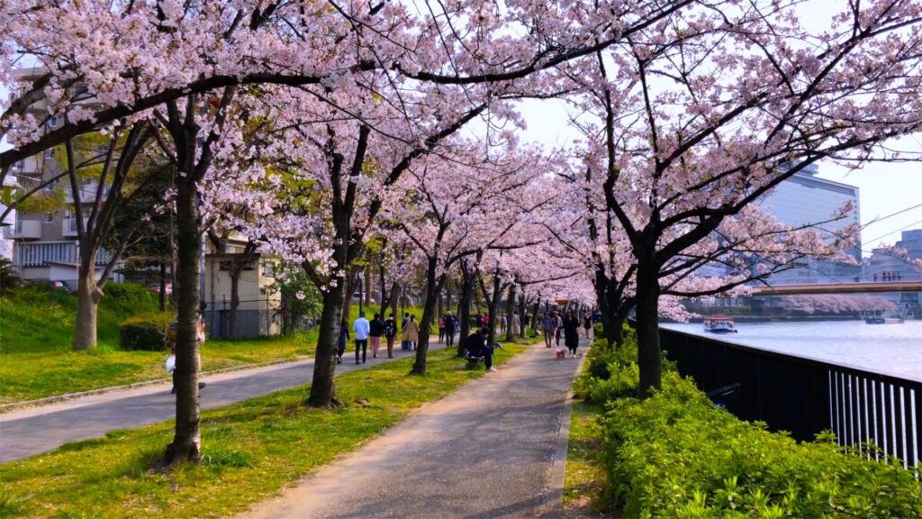 大阪市都島区の桜ノ宮公園の桜並木