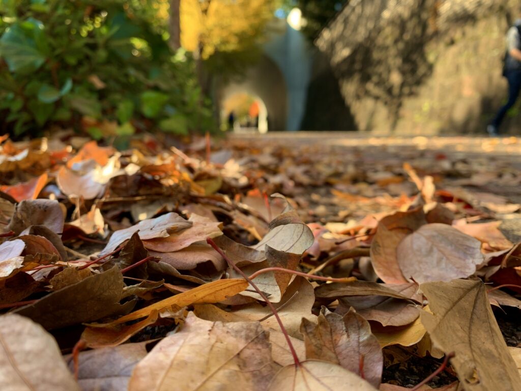 川崎市川崎区の富士見公園