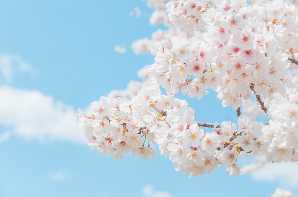 千葉県木更津市の太田山公園の桜