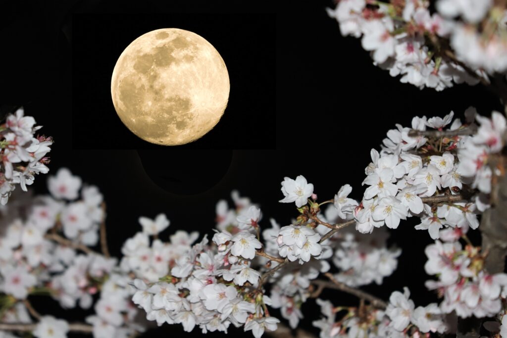 安城市の夜桜