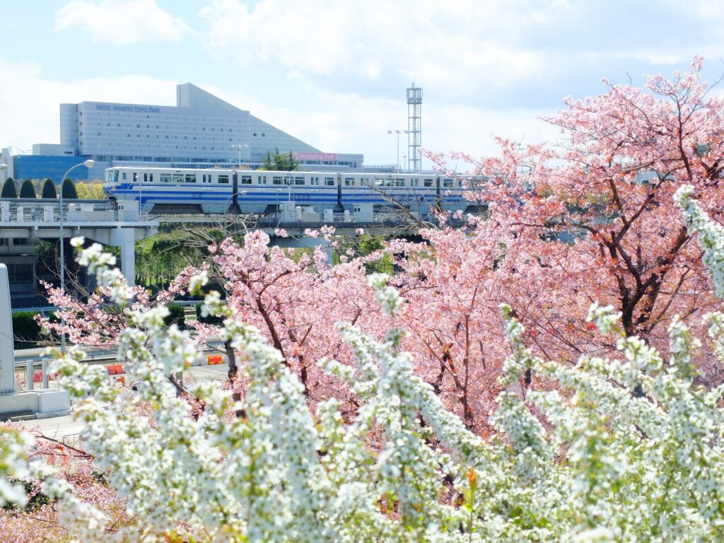 大阪府門真市の桜と電車