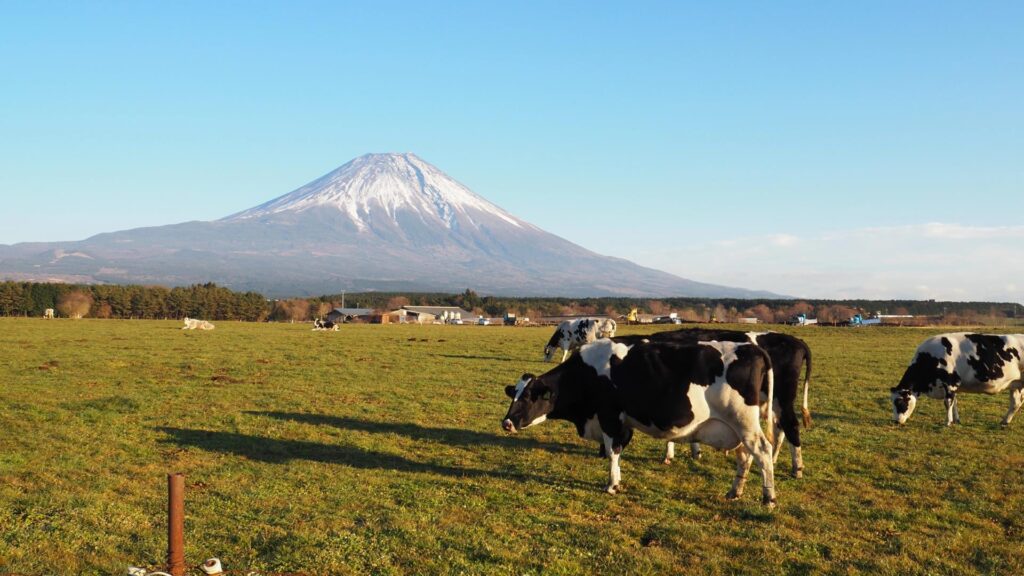 朝霧高原からの富士山 富士宮市の朝霧高原