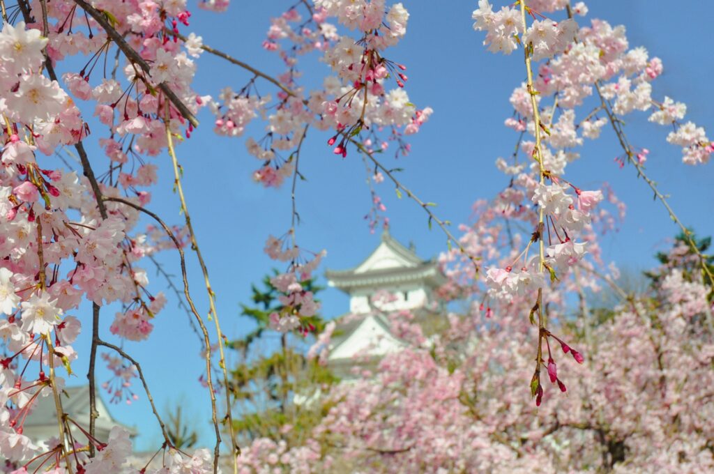 大垣市大垣公園と桜