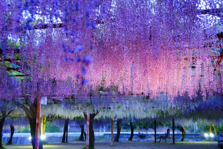 静岡県藤枝市で歴史と自然を歩く街旅 蓮華寺池公園・志太郡衙跡・朝ラーメン文化 | 街角タイムス