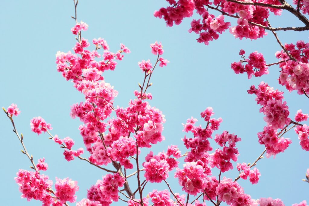静岡県掛川市の桜の木 静岡県掛川市の桜の木
