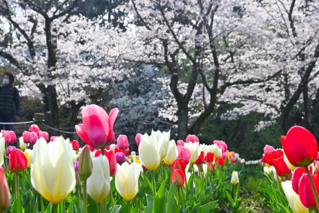 神奈川県大和市のふれあいの森