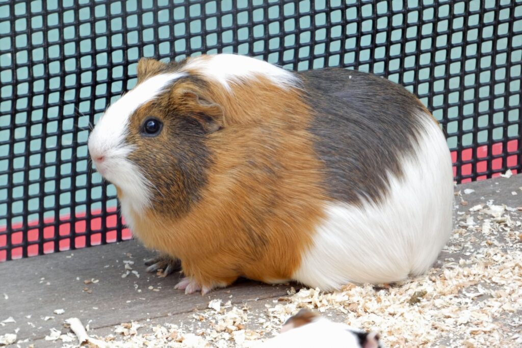 横浜市緑区の動物園