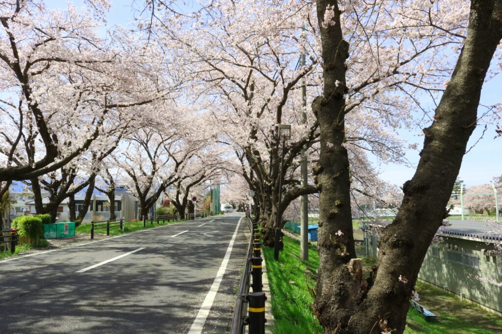 神奈川県座間市の桜並木