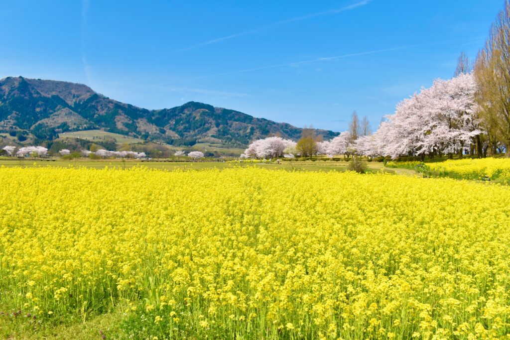 新潟市上堰潟公園菜の花畑