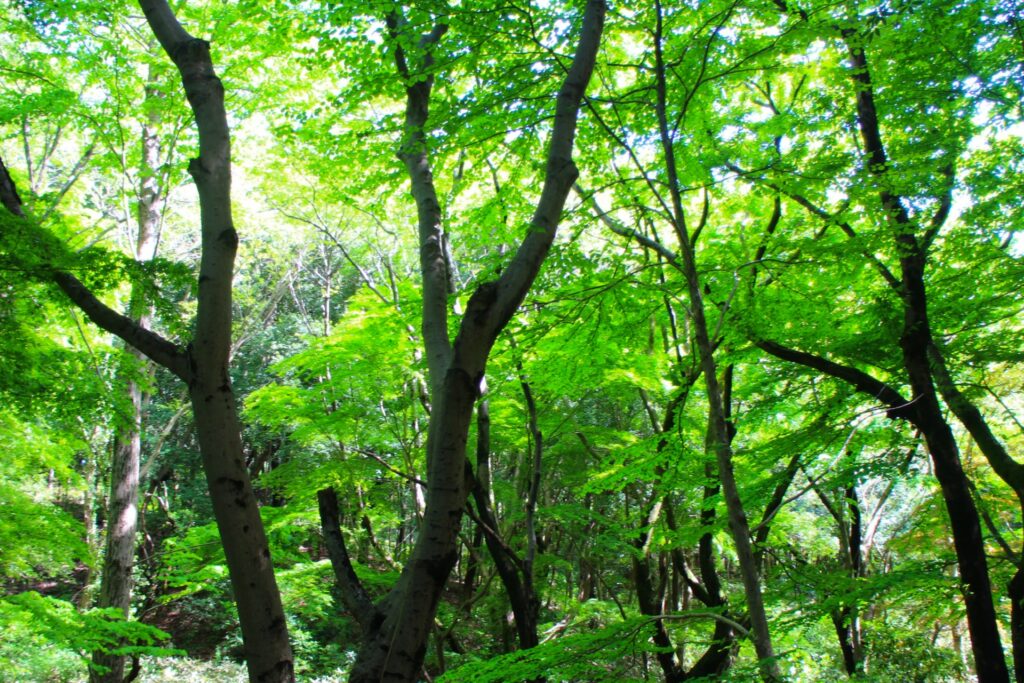 横浜市緑区の三保市民の森の遊歩道