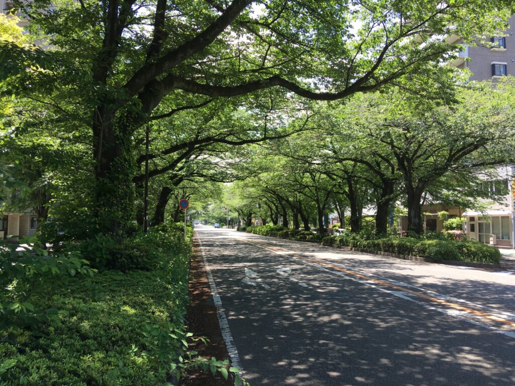 相模原市中央区の新緑の緑道