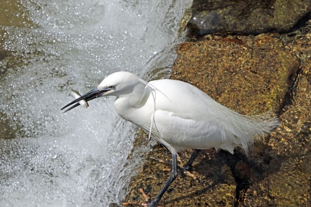 東灘区の住吉川