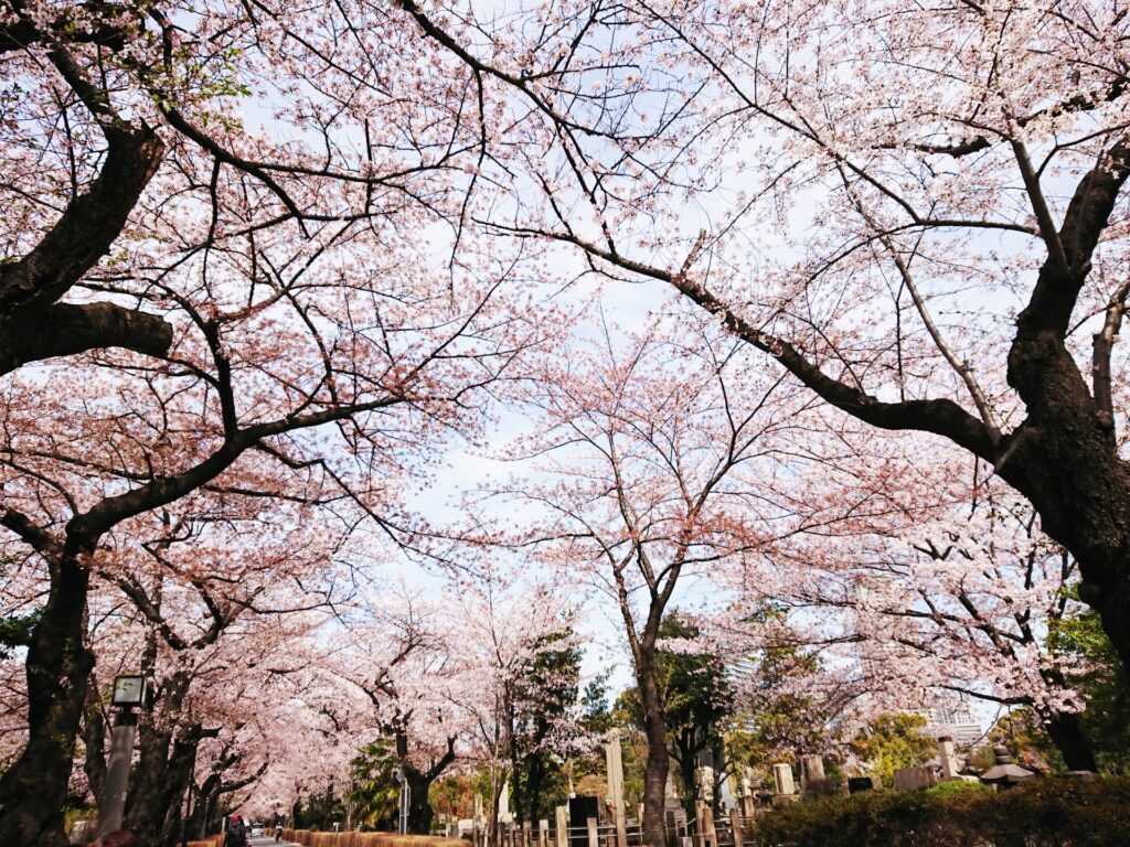 港区の桜並木
