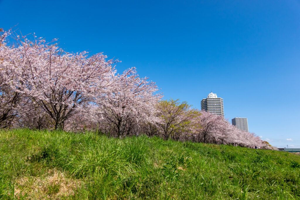 千葉県市川市の江戸川沿いの桜並木