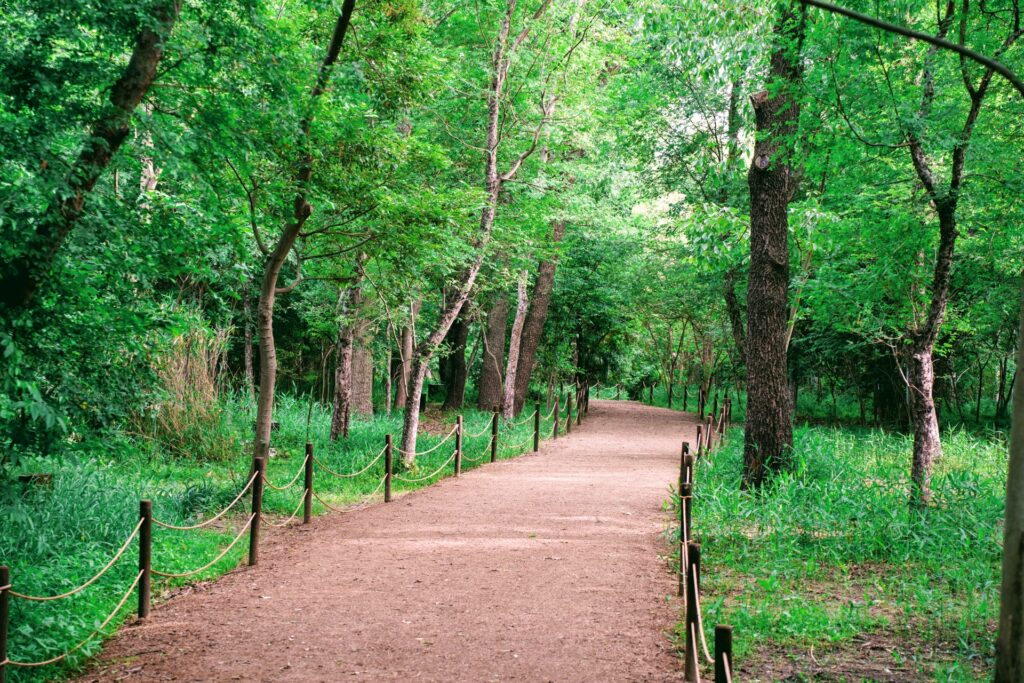 中野区の森公園の林道