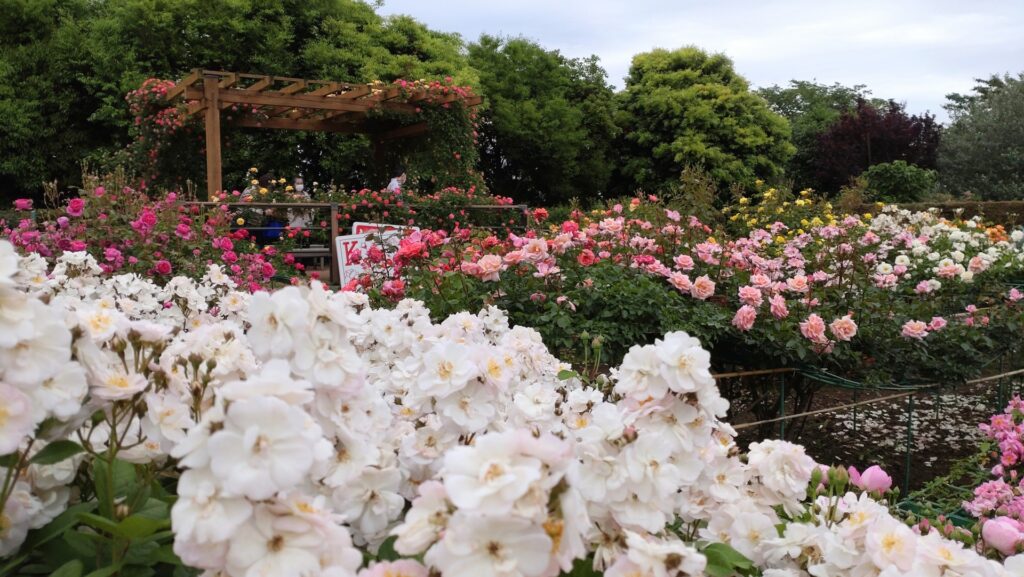 平塚市花菜ガーデン