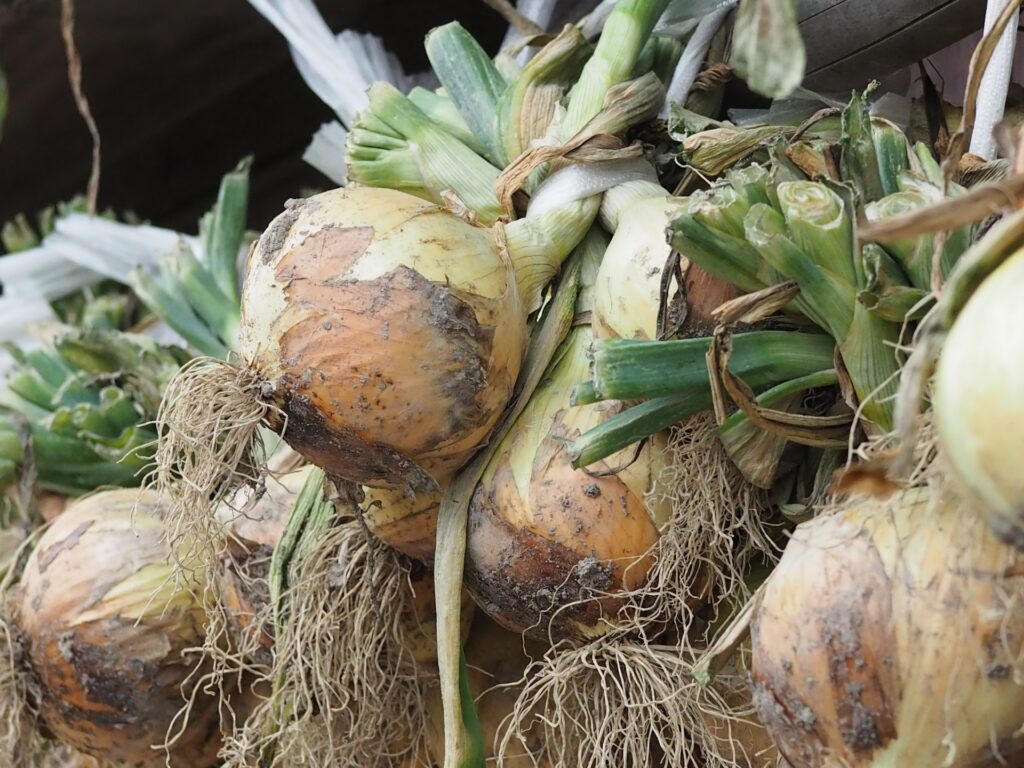 玉ねぎの写真 泉佐野市の泉州タマネギ