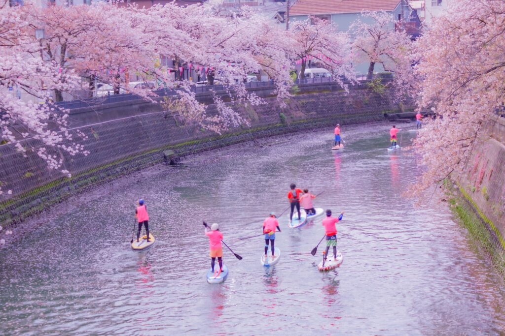神奈川県横浜市南区の大岡川の桜並木とサップをする人たち