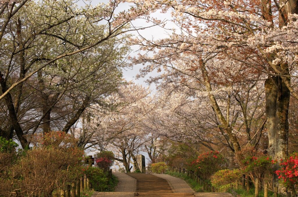 秦野市弘法山公園の桜並木