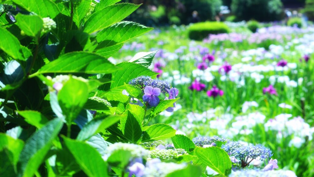 城北公園の菖蒲園