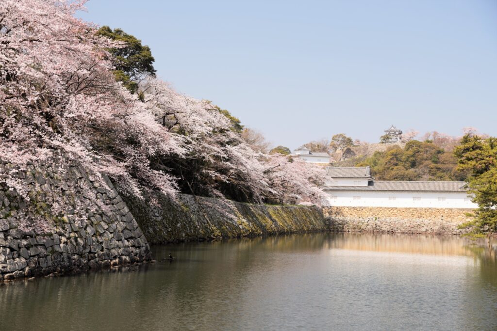 滋賀県彦根市の彦根城と桜