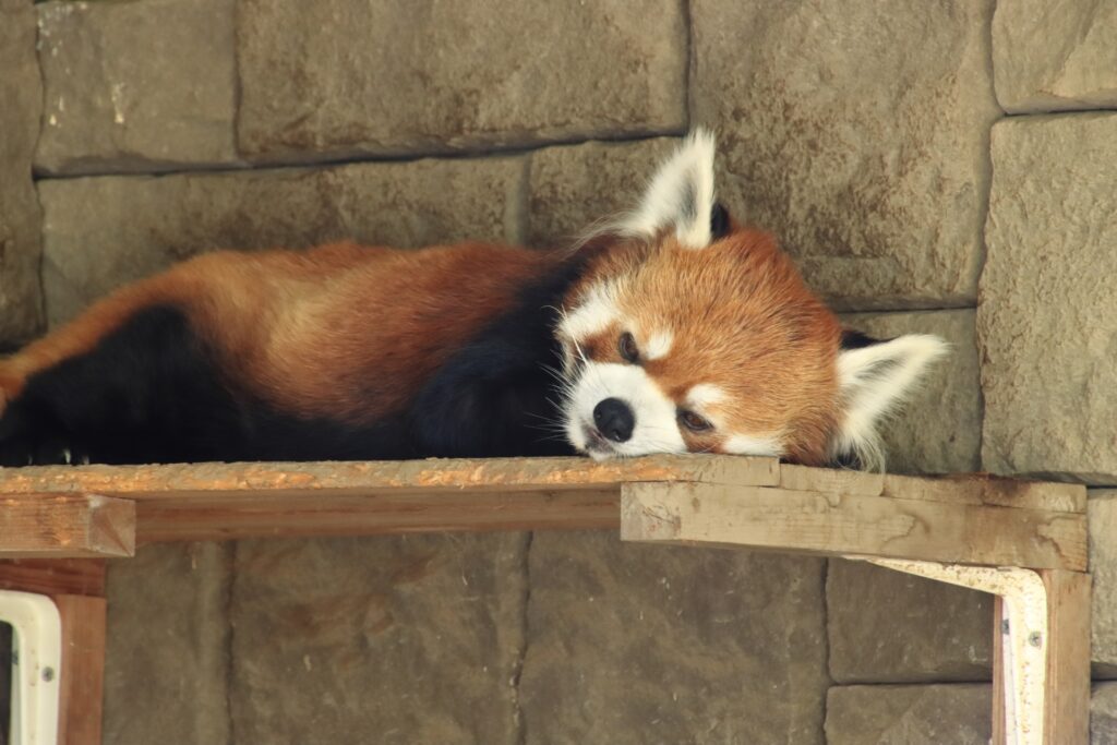 浜松市西区の浜松市動物園