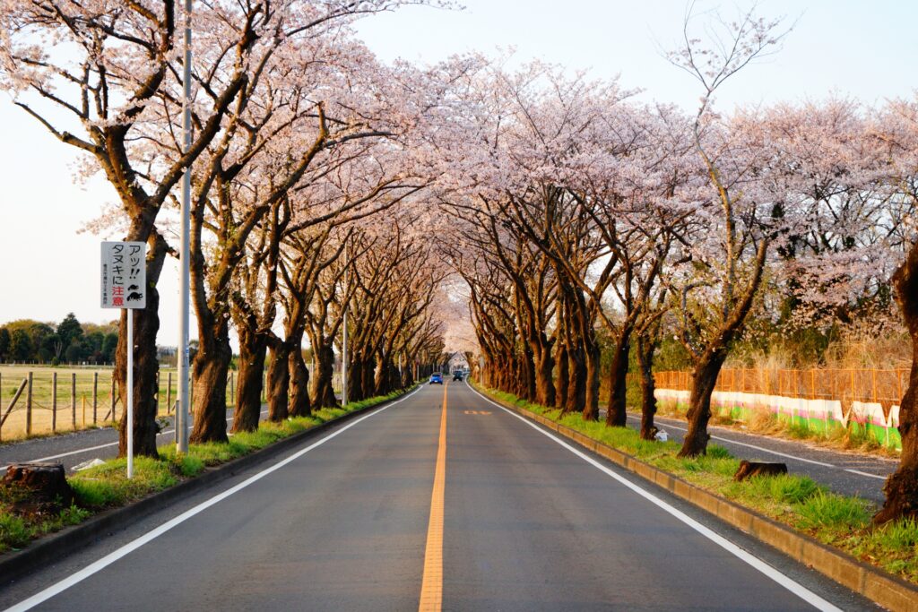 横浜市瀬谷区の春の桜で彩られる海軍道路