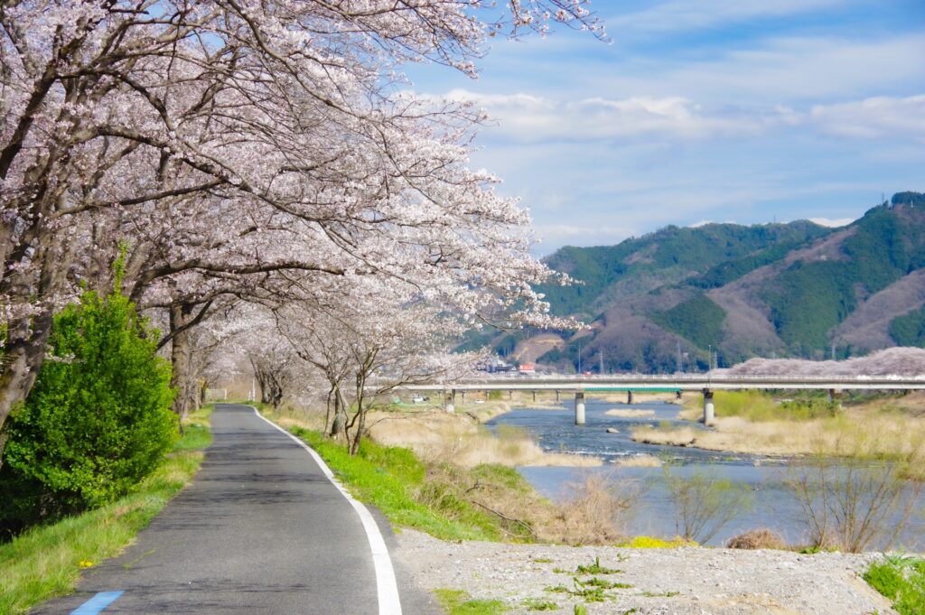 岡山市中区の川沿いの桜並木