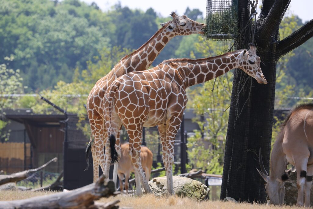 よこはま動物園ズーラシアの動物