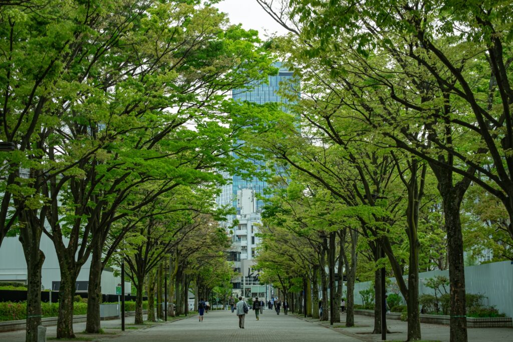 渋谷区の代々木公園の緑豊かな並木道