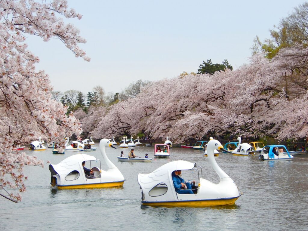 東京都三鷹市の井の頭恩賜公園の池