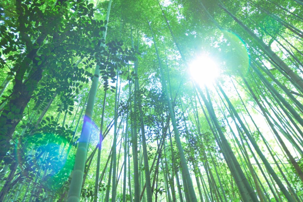 愛知県名古屋市天白区の竹林