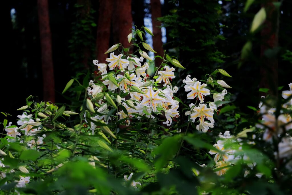千葉市緑区の昭和の森