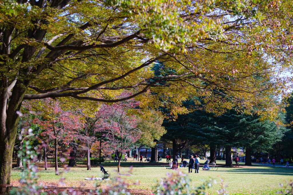 渋谷区の代々木公園の芝生広場