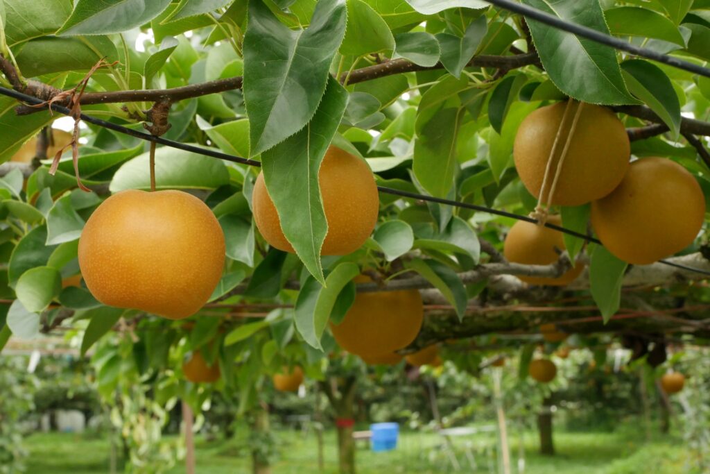 千葉市緑区の直売所の新鮮野菜