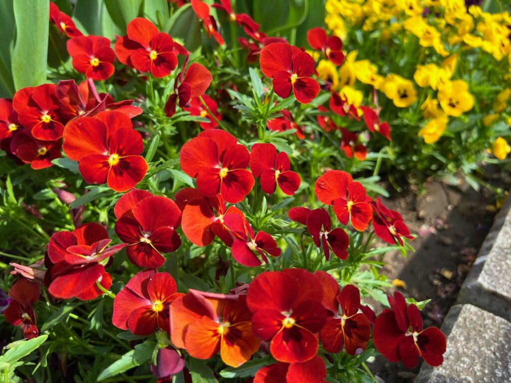 神奈川県大和市の花壇の花
