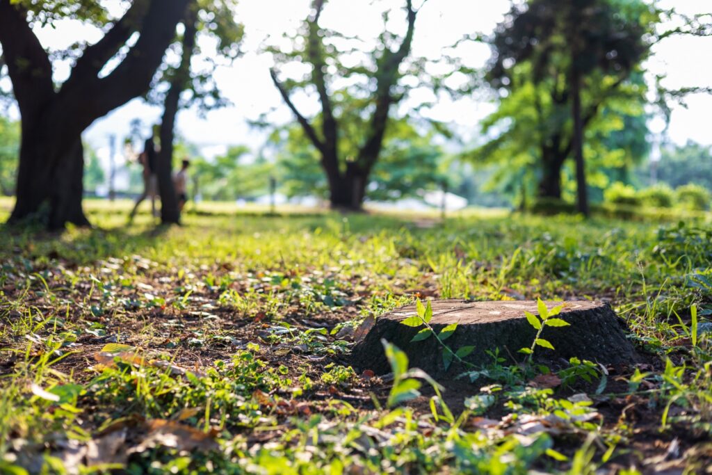 神奈川県厚木市のぼうさいの丘公園の草木