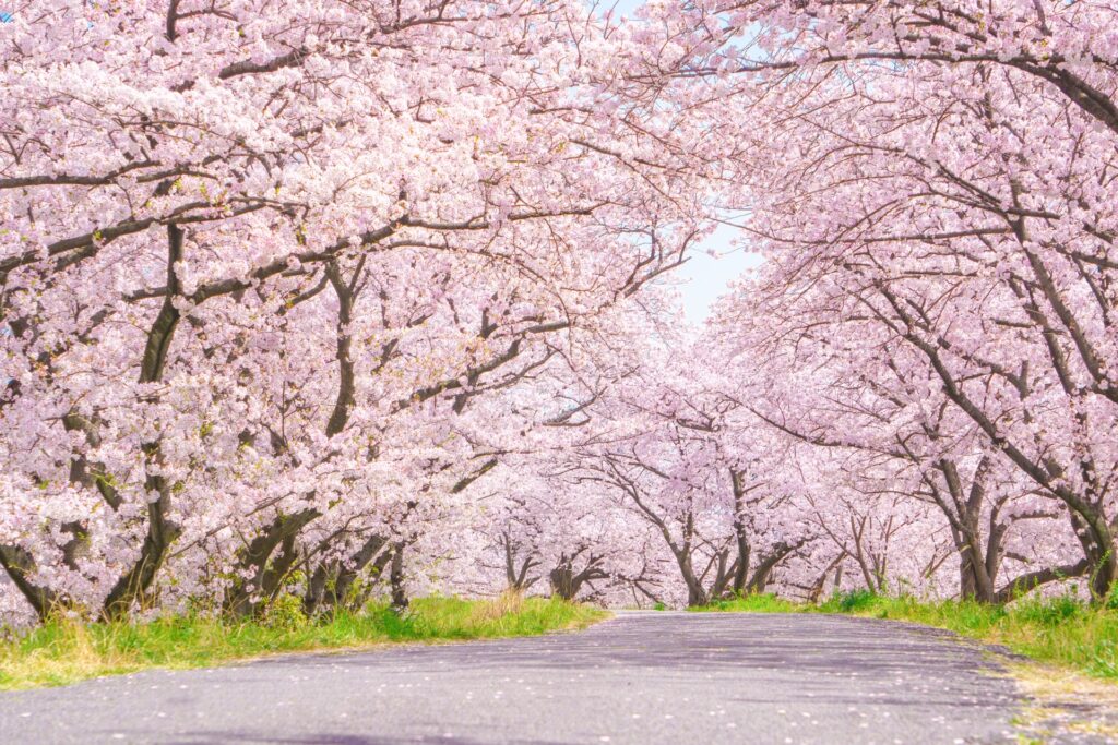 神奈川県秦野市の桜まつり
