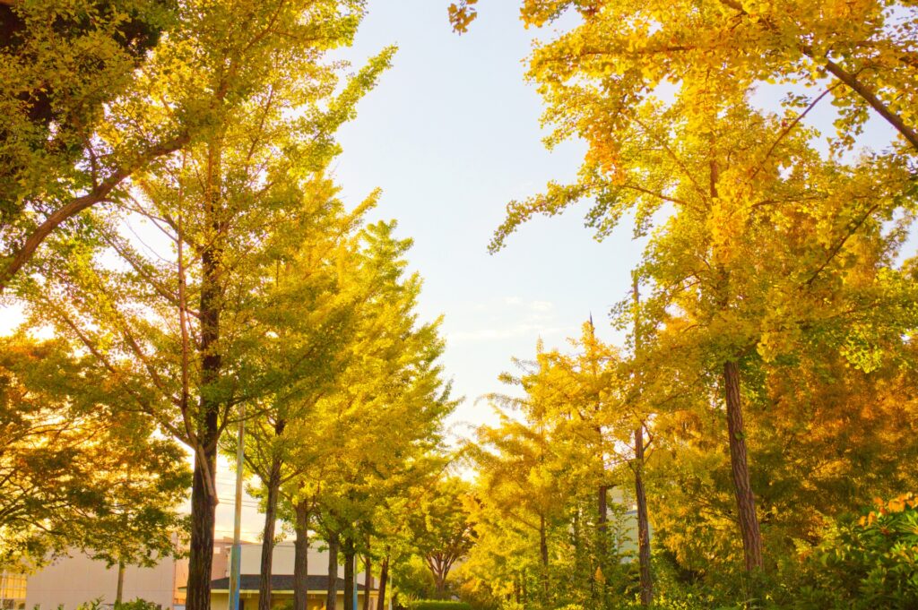 稲沢市のイチョウ並木